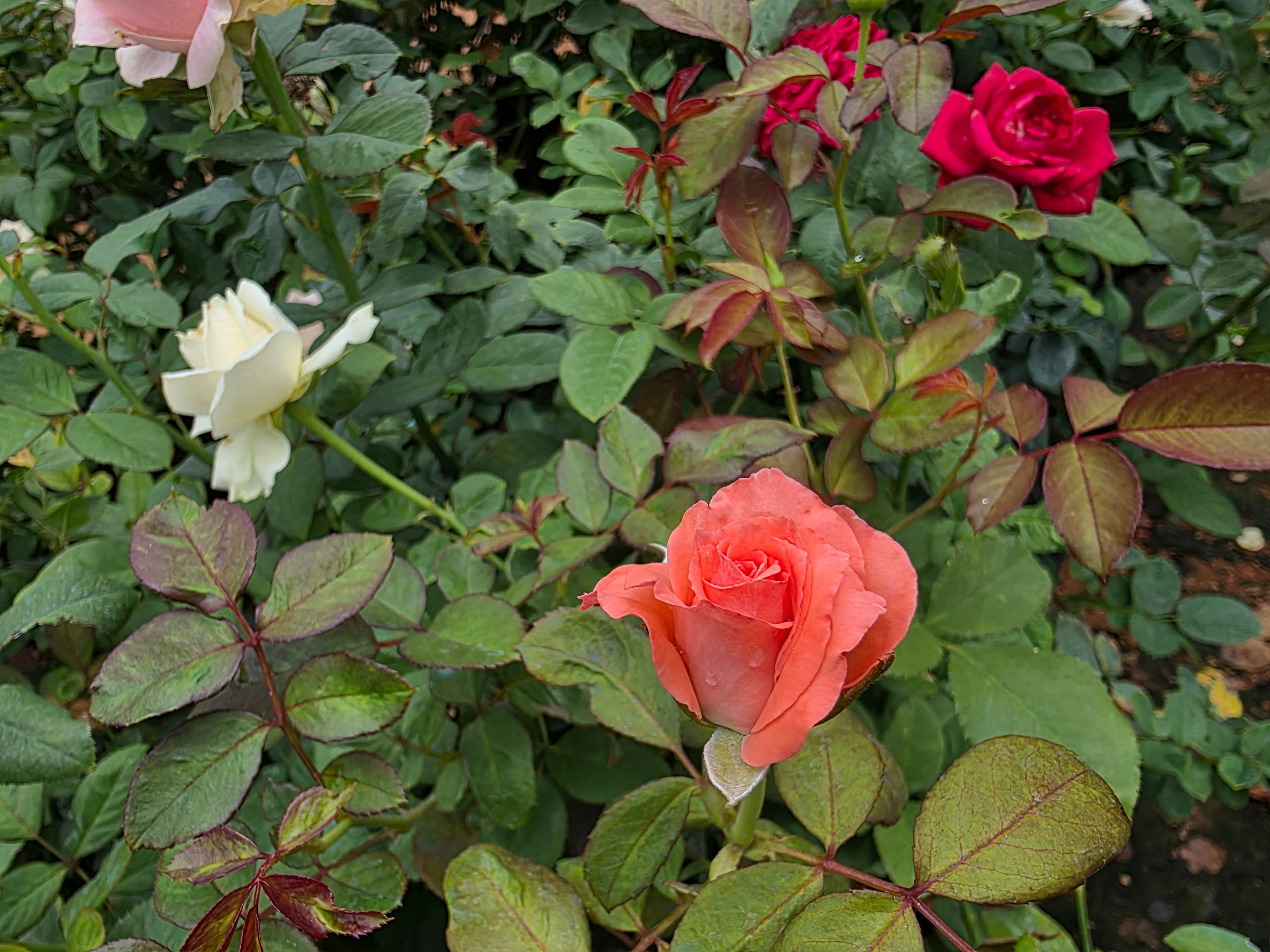 Blogging Platform